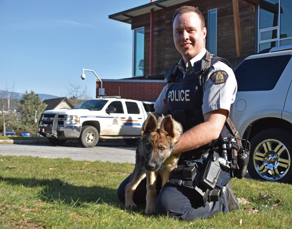 german-shepherd-newest-rcmp-trainee-coast-reporter