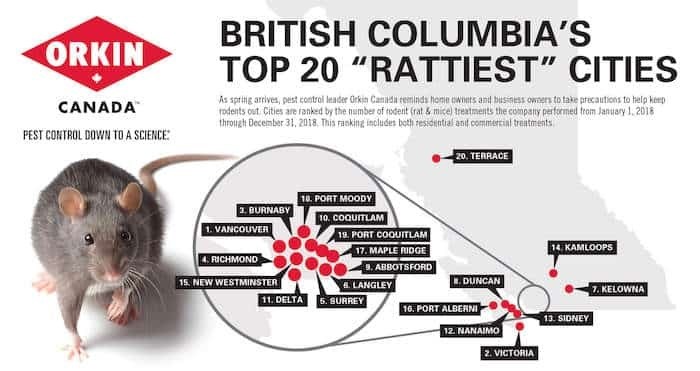 Burnaby Is Once Again Ranked #3 'rattiest City' In B.C. - Burnaby Now