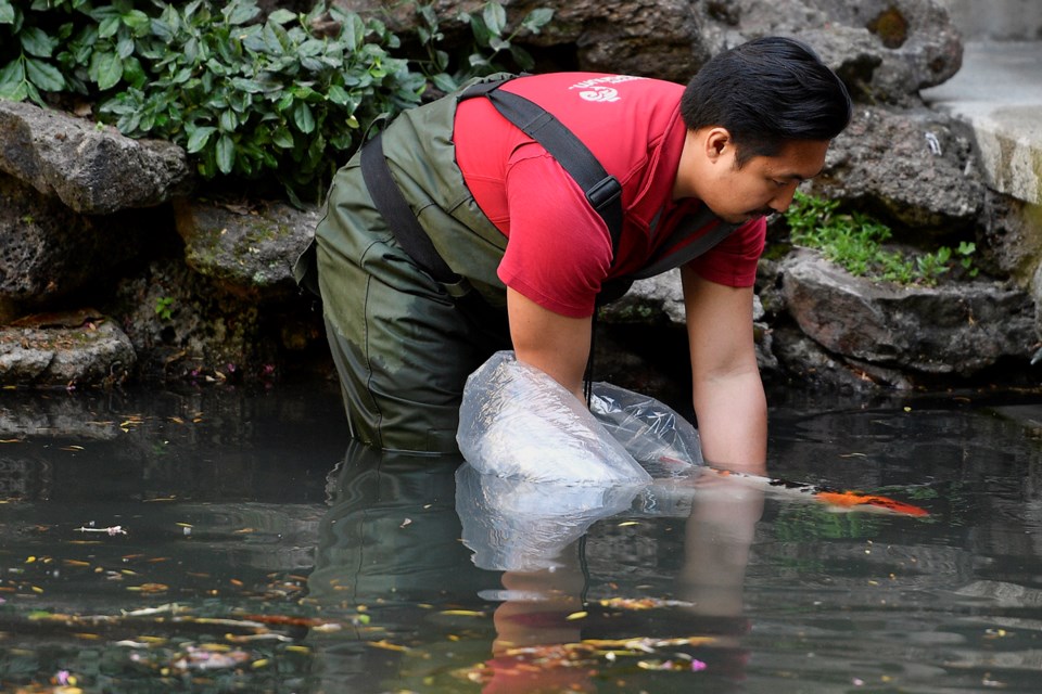 Koi Welcomed Back To Vancouver Chinese Garden Vancouver Is Awesome