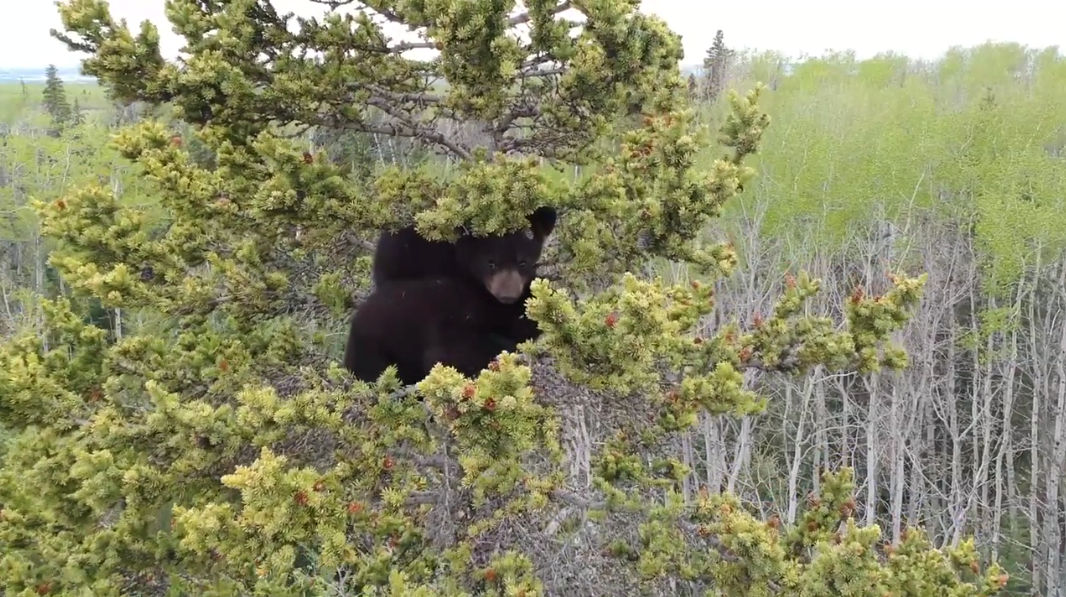 Video captures dramatic bear cub rescue in Cecil Lake Alaska Highway News