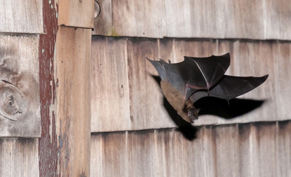 bat count