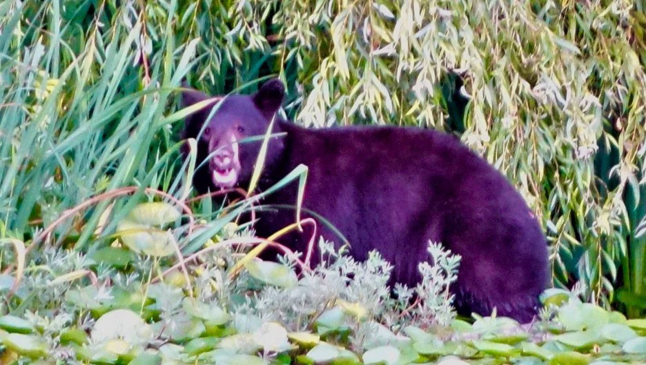 deer lake bear