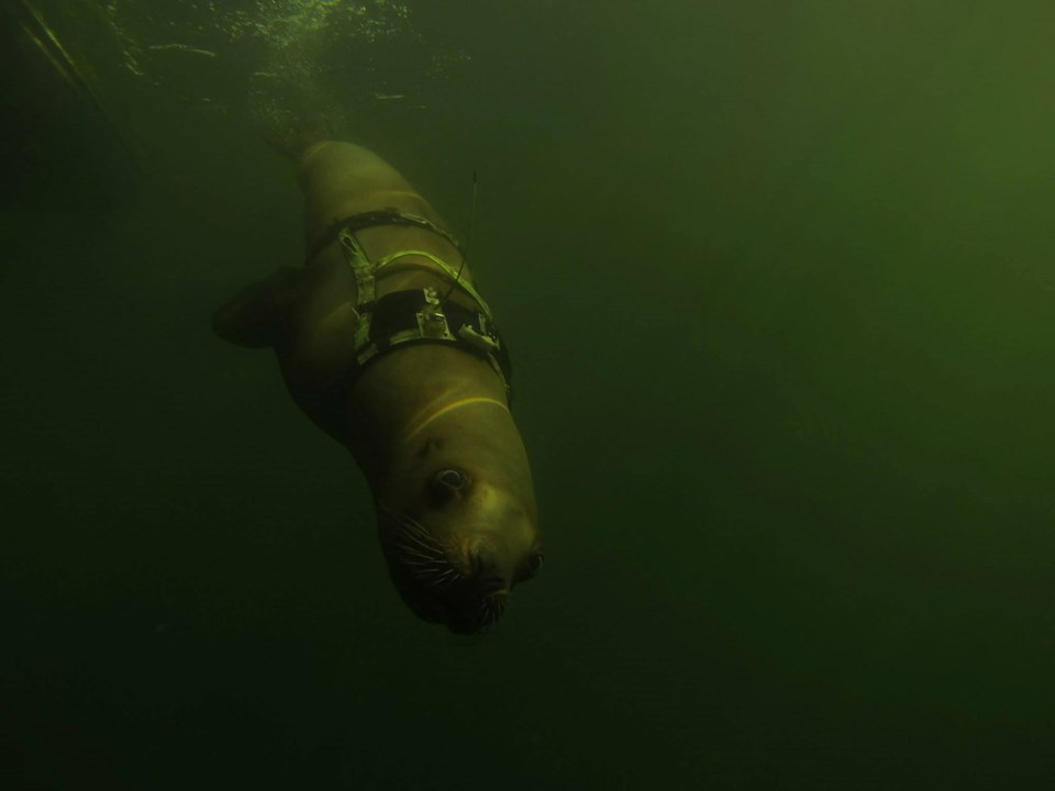 Steller sea lions are sensitive to the environment around them, and upcoming construction to expand