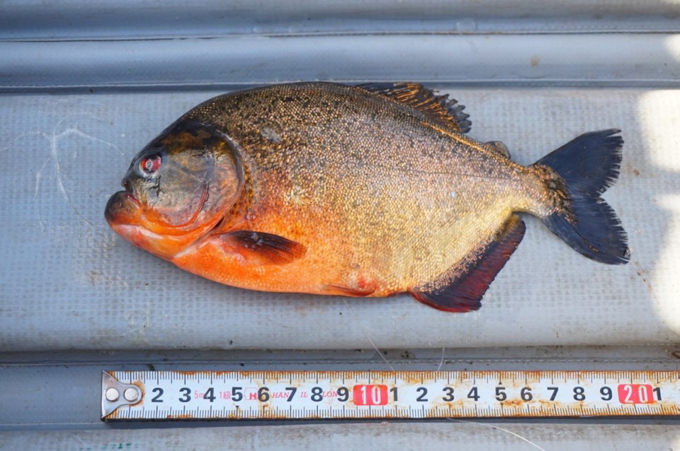 A8-09282019-piranah.jpg