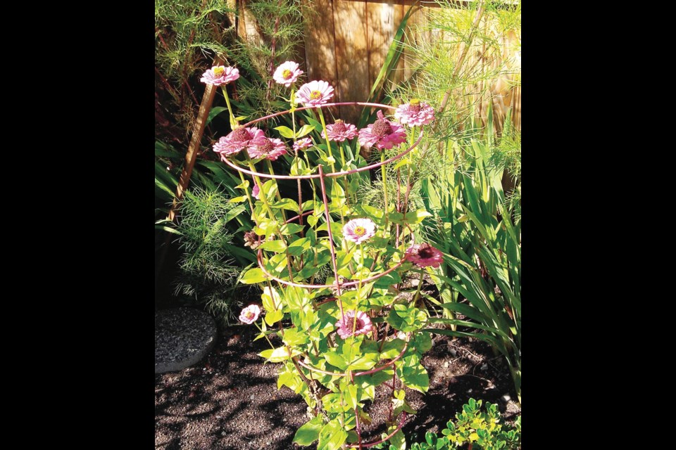 Beautiful flowers grow on a plant that arrived as a "volunteer" visitor in a home garden. Saving seeds from it can extend enjoyment of the unexpected gift.