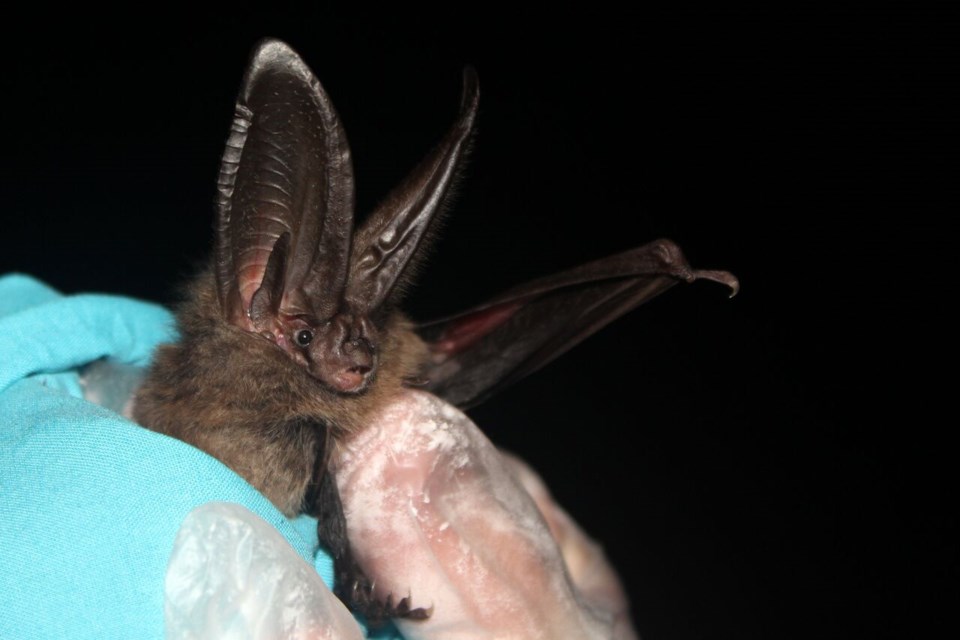 Townsend’s big-eared bat