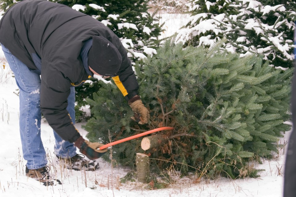 Here’s what you need to do if you want to cut down a Christmas tree in