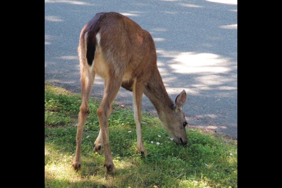 A deer browses on clover and daisies in a patch of boulevard grass.