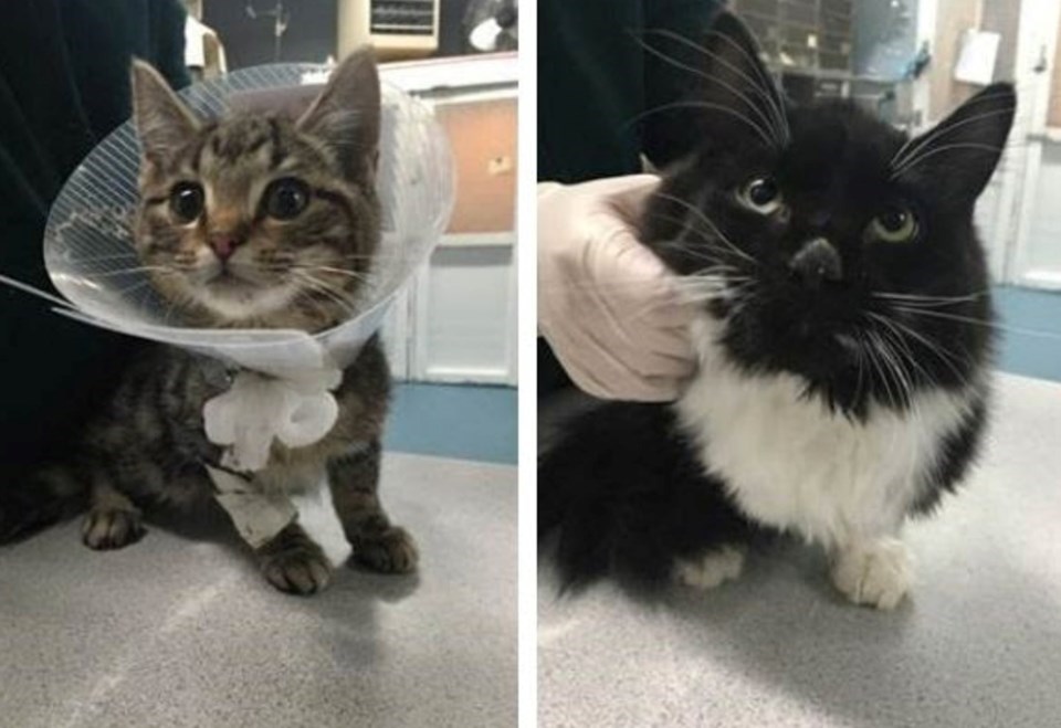 rescued cats
