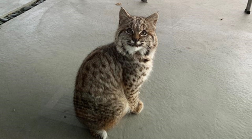 A seemingly unconcerned bobcat made itself at home on the patio of Kelly Wilson's East Kelowna home