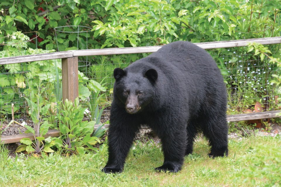 Bear walking