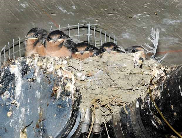 These barn swallows have built nests in the parkade of a condo complex, Britannia at Steveston.