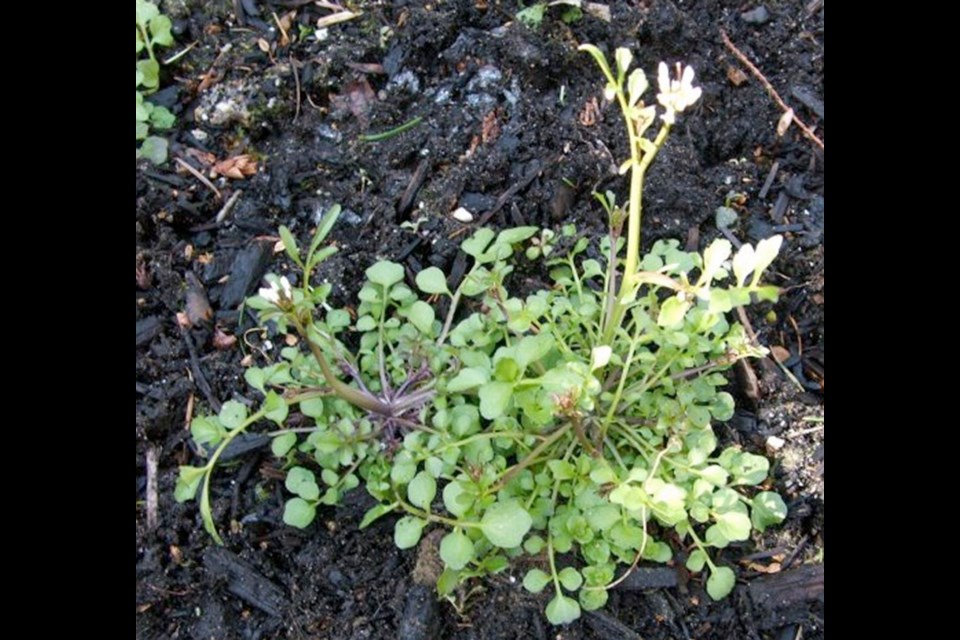 Bittercress is a ubiquitous (also edible) weed that begins growing and flowering very early in the year. The plants flower and set seed quickly. Avoid a garden-wide infestation by pulling the plants up as they appear.