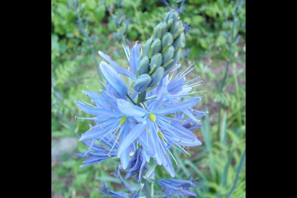 A camas plant, which grows in many home gardens on the Island.