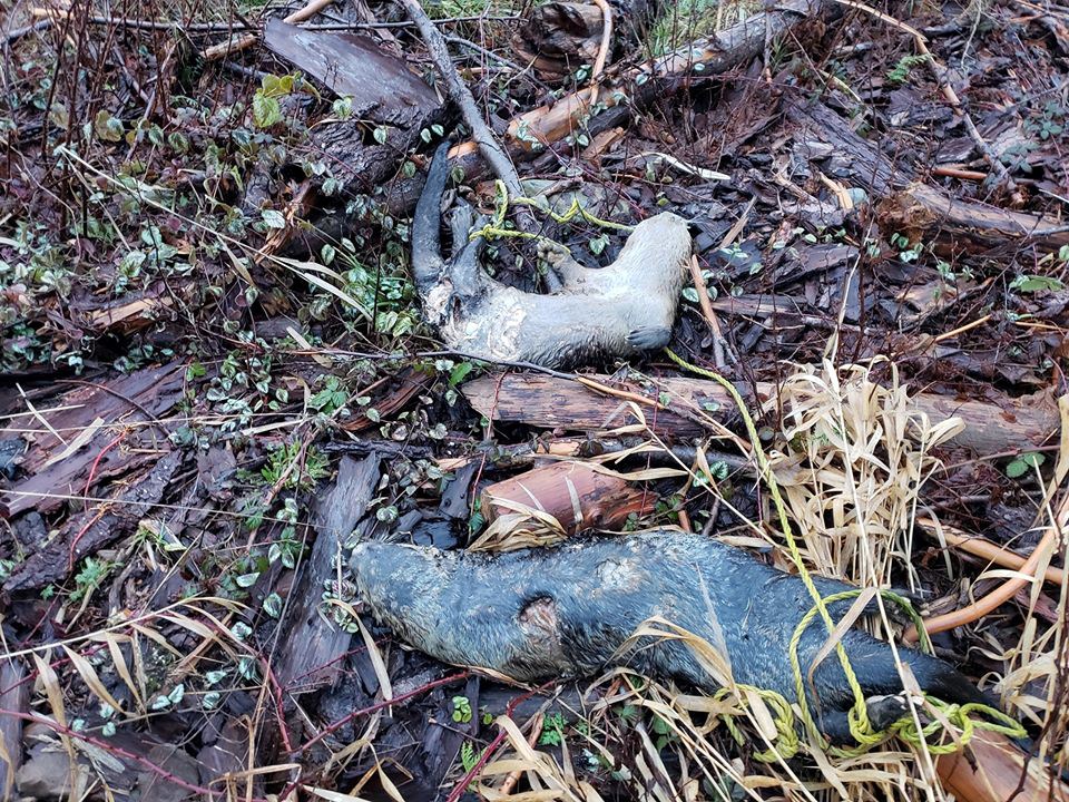 Conservation Investigating Report Of Otter Carcasses - Coast Reporter