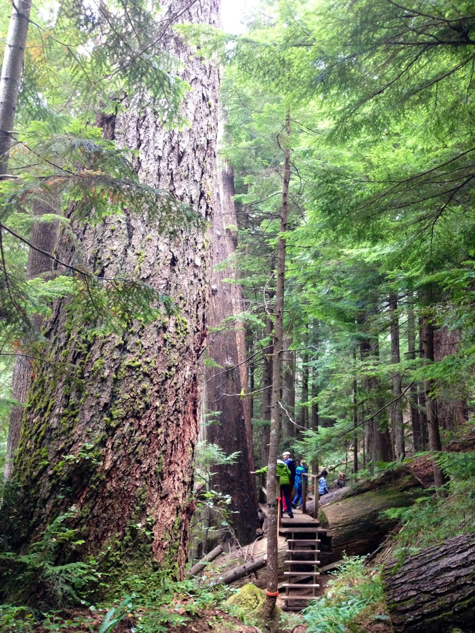 The upper Coquitlam watershed still boasts the kind of large groves of old-growth forest that used t