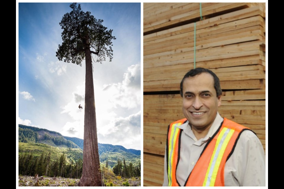 The province is conducting an old-growth strategic review to figure out what to do with the oldest and biggest trees in B.C.