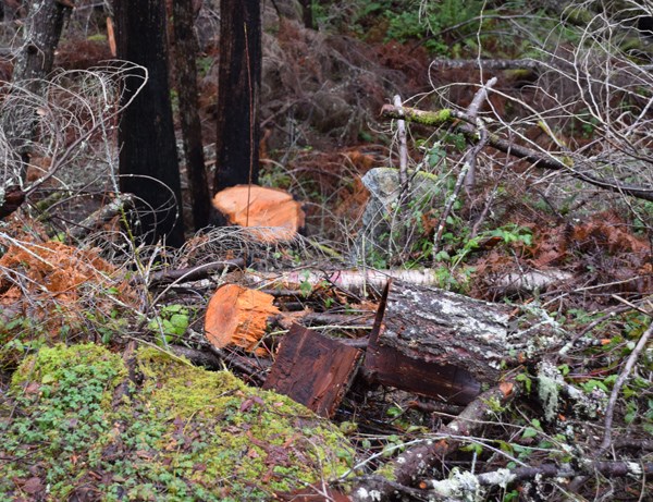 Signs of recent illegal firewood cutting are evident throughout the Sunshine Coast Community Forest tenure.