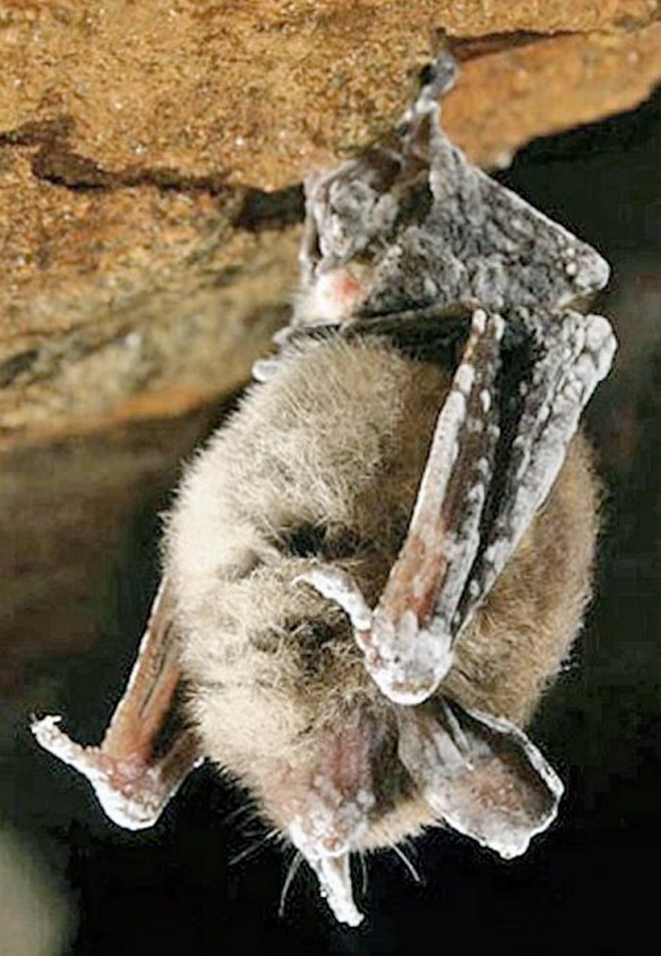 Little Brown Bat with WNS01.jpg