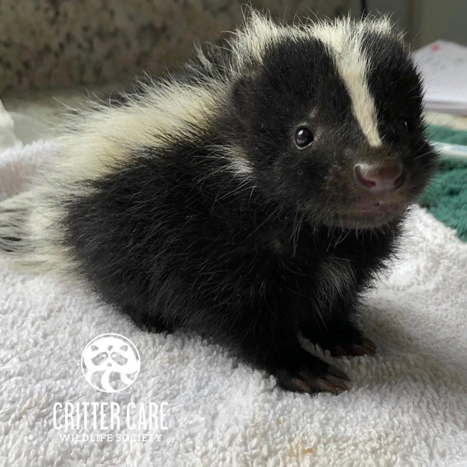 Emaciated Anmore bear cub named 'Rocky' has tripled in size - Tri-City News