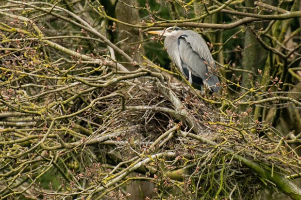 heron