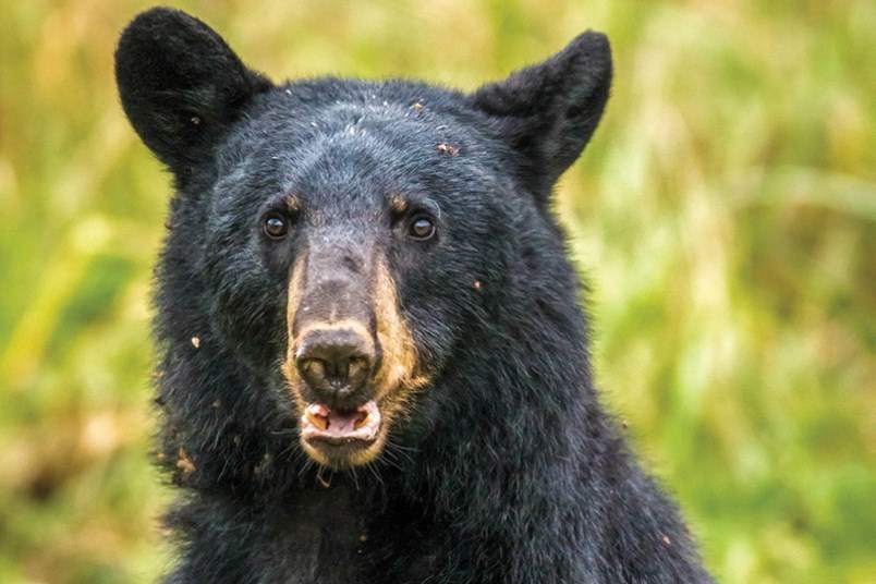 A Port Coquitlam housing complex is doing its part to stop bears