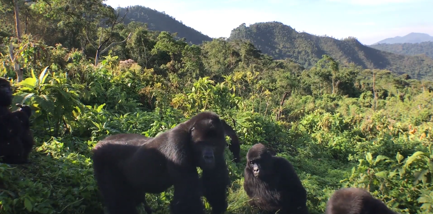 gorillas grace sanctuary