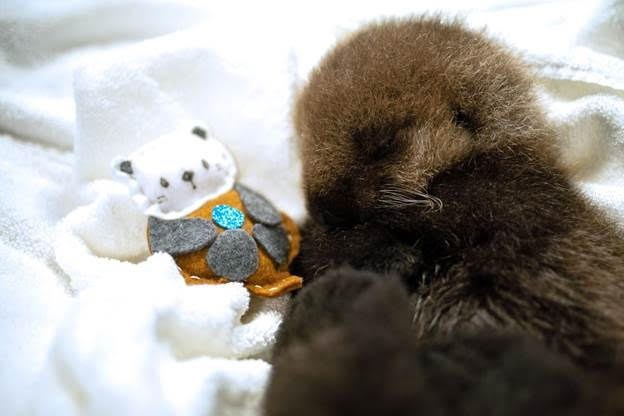 joey otter pup