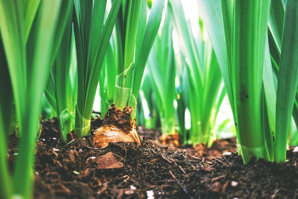 Onion growing out of the ground.