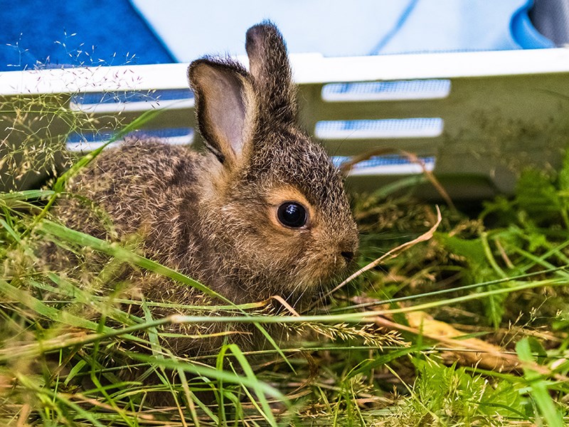 PROWLS: Rescue of the week - Powell River Peak