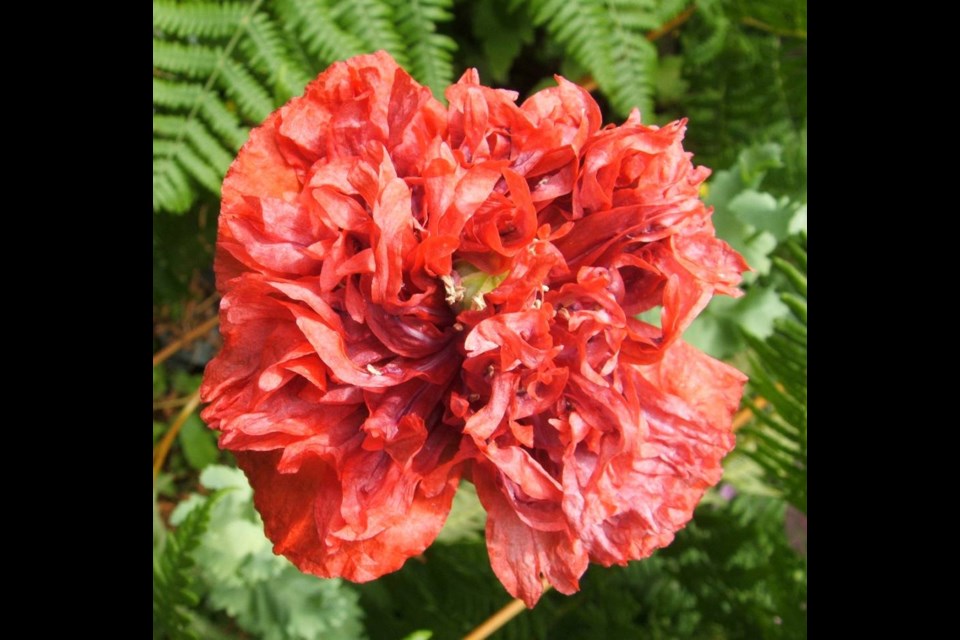 An outdoor March seeding, given useable weather and soil conditions, is best for peony-flowered poppies (Papaver somniferum).