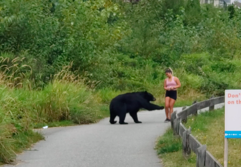 A screengrab from a video taken of a woman being swatted by a bear on the upper Coquitlam Crunch trail. That portion of the trail remains closed, according to BCCOS, but the bear trap has been removed and the bear shown in the photo was not captured.