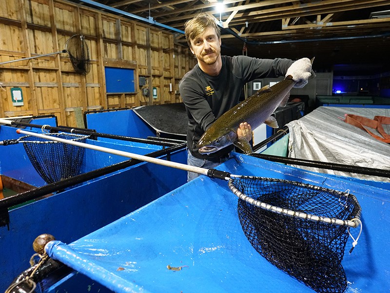 ANNUAL RETURN: Powell River Salmon Society employee Tyler Bartfai holds one of the thousands of salmon that will be sorted in the society’s sorting shed at Lang Creek. Paul Galinski photo