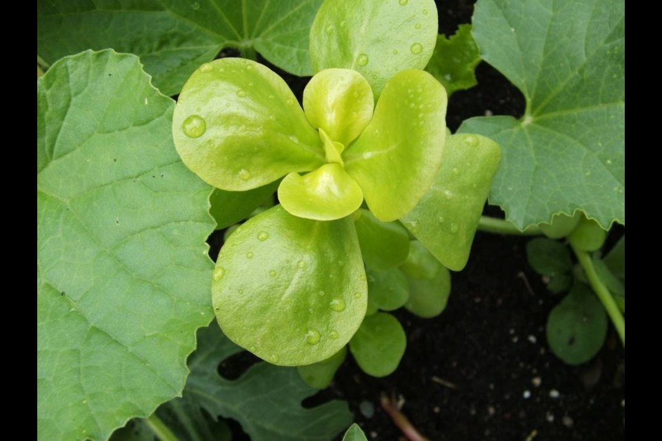 Purslane is a popular vegetable in Europe. Its thick, juicy pads have a slight lemony flavour. HELEN CHESNUT