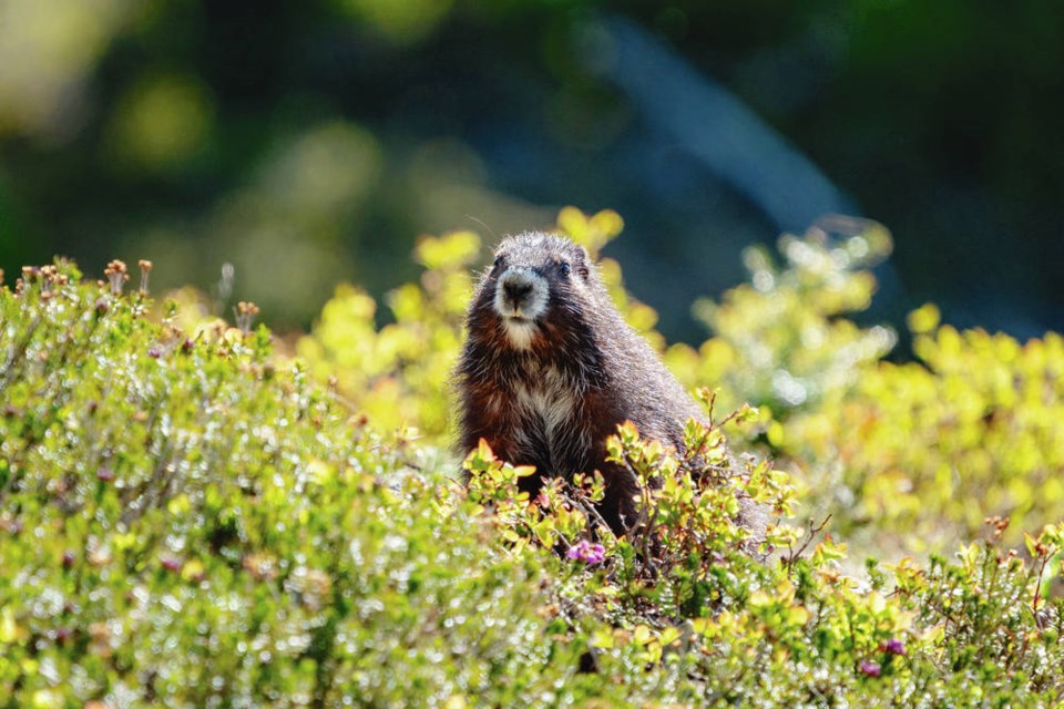 Vancouver Island marmot: A good year for one of world's rarest