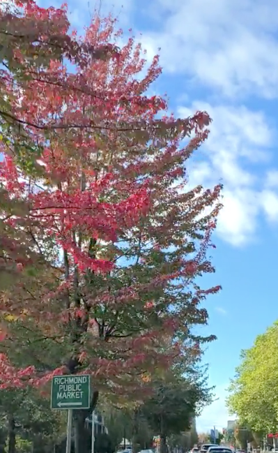 Videos: Where to see breathtaking fall foliage in Richmond_0