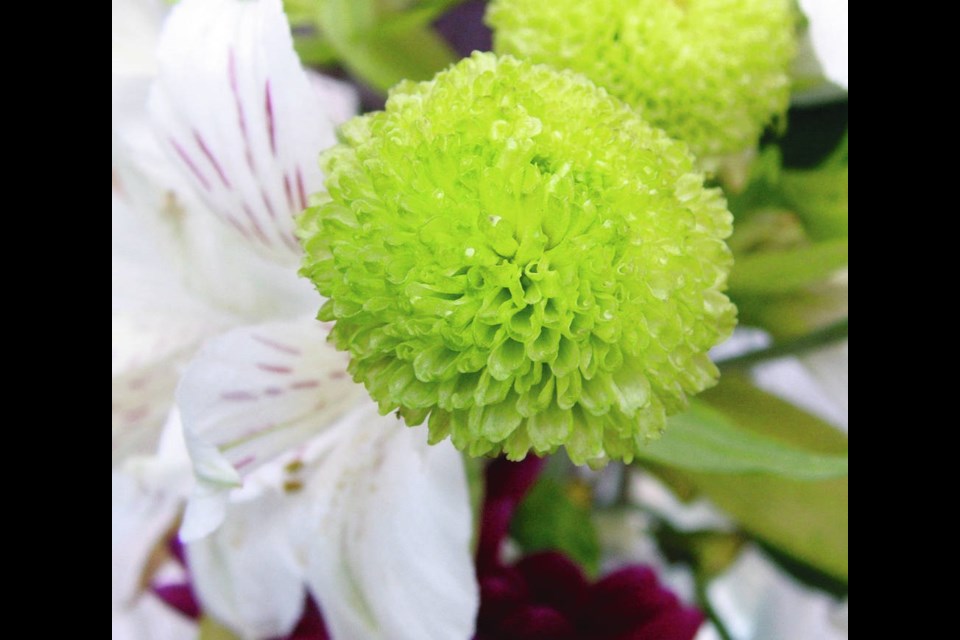 Sprays of little button or pompom chrysanthemum flowers are popular in floral arrangements. Helen Chesnut