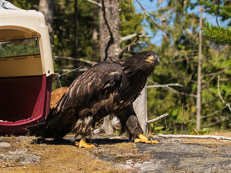 Powell River Orphaned Wildlife Society