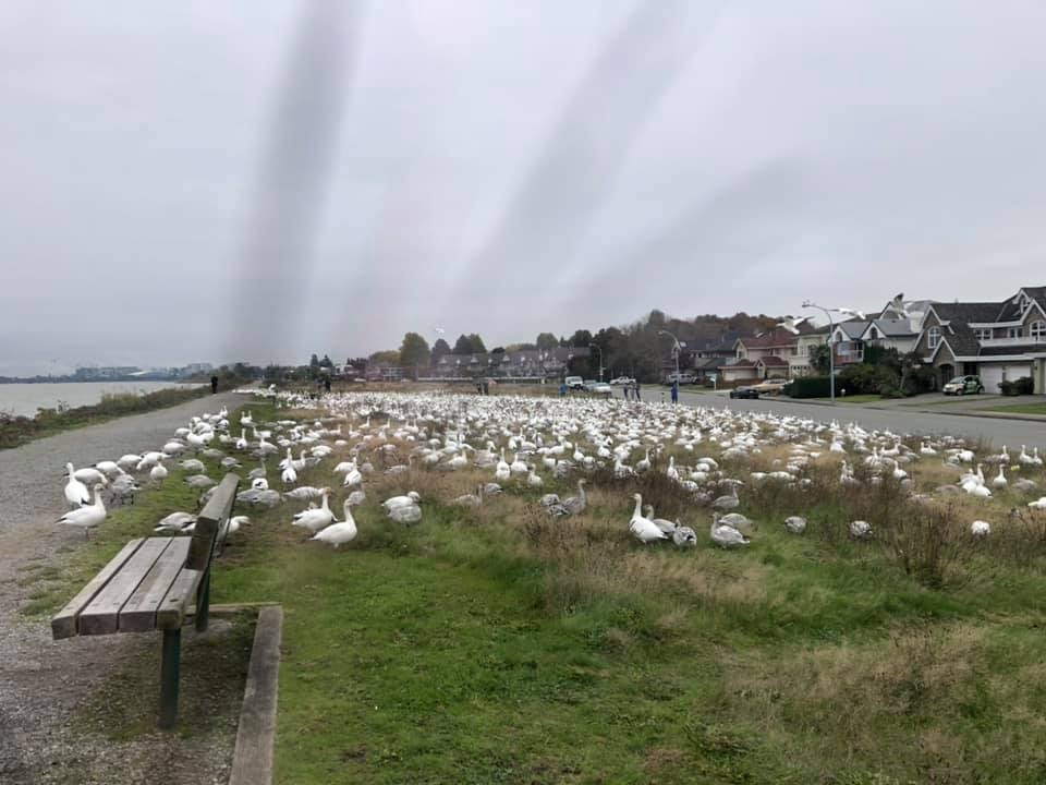 Video: Thousands of snow geese visited Richmond _0