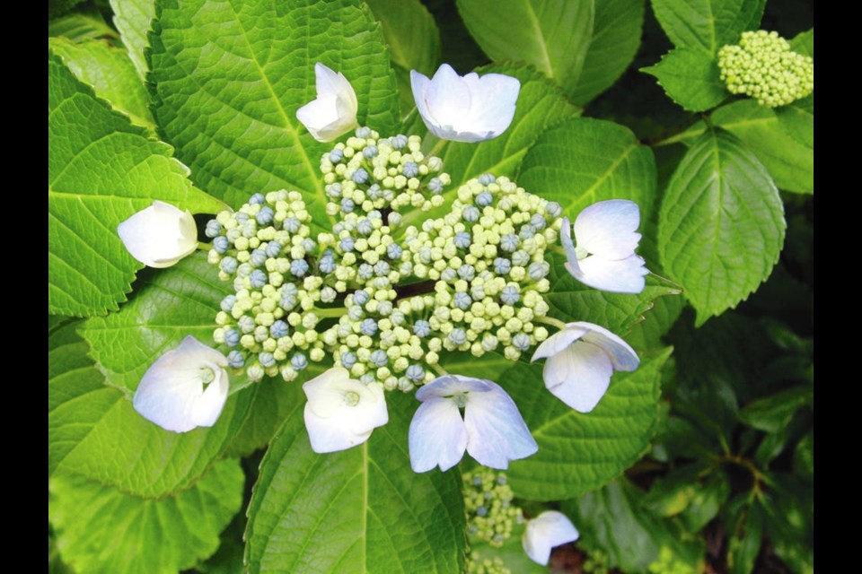 6 Things to Know Before Going to Medieval Times - Homespun Hydrangea