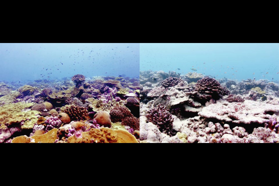 Marine heatwave impact on corals - University of Victoria