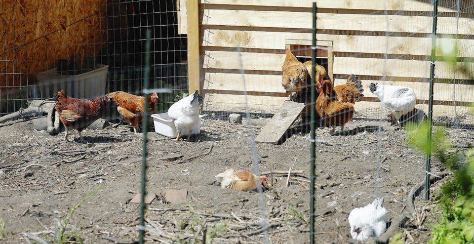 TC_186639_web_VKA-chickens-0059.jpg