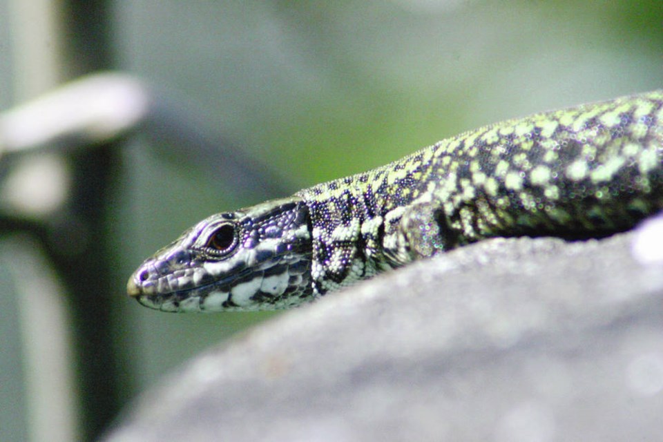 Invasive lizards multiplying in Greater Victoria have now reportedly been  sighted on Southern Gulf Islands