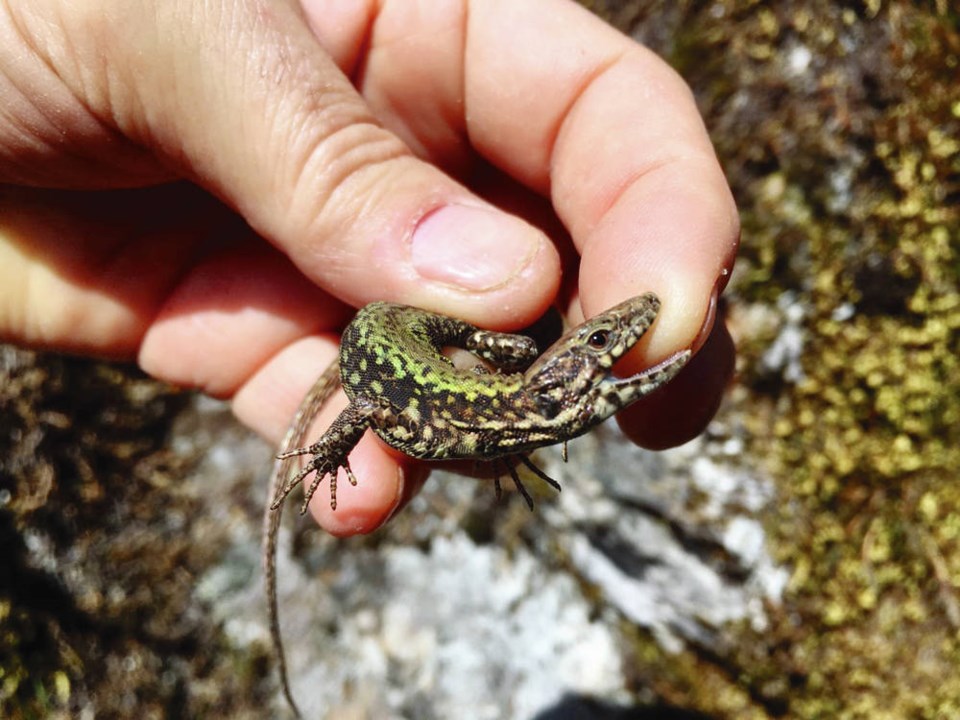 TC_307639_web_WALL-LIZARD.jpg