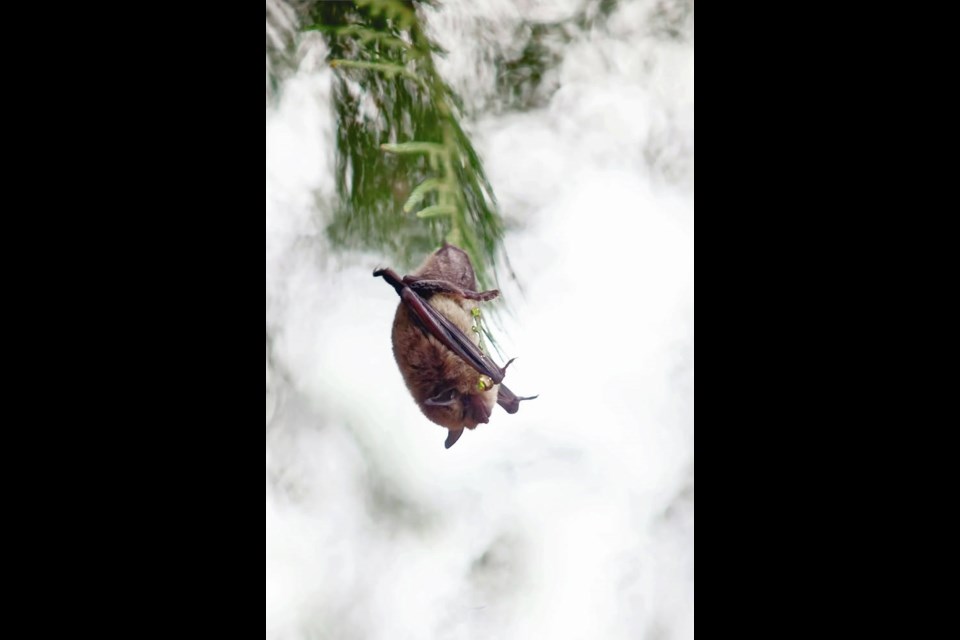 A little brown bat hangs upside down from a cedar branch. The animals can live up to 40 years. AMBRE HALLER