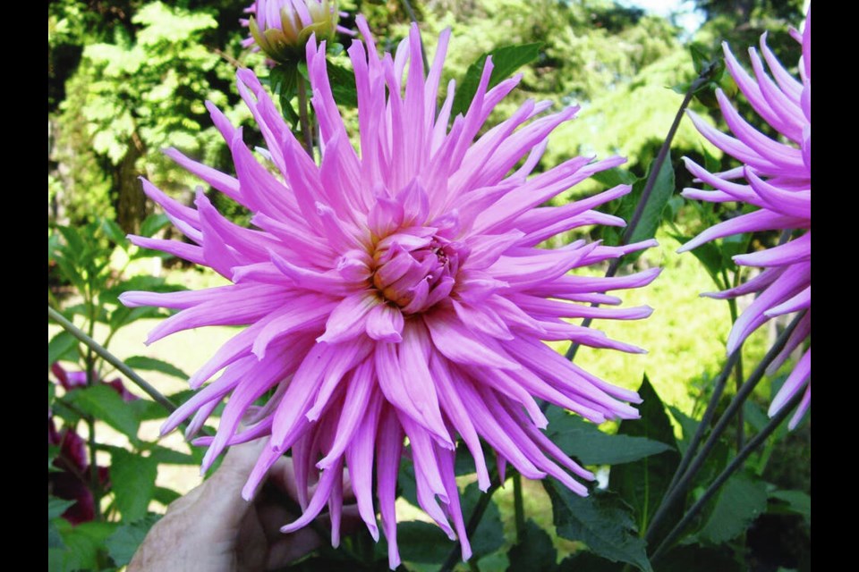 Dahlia tuber clumps store safely when left in the ground for the winter, if the soil is well drained and the clumps generously mulched. Helen Chesnut