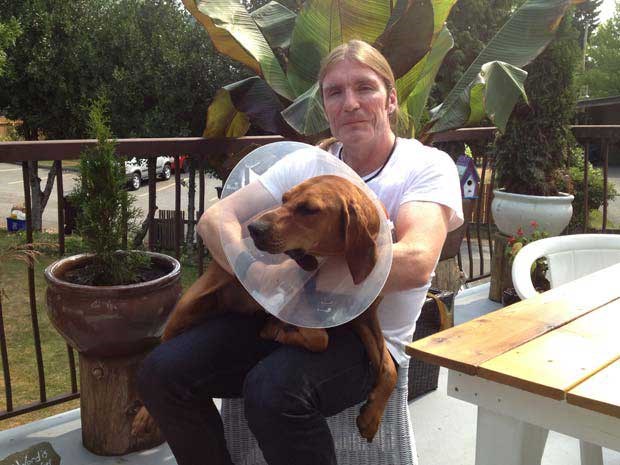 Bitten: Tim Linklater and his dog, Addy, are recovering from an unpleasant adventure Tuesday morning when Addy was attacked by a group of coyotes on Burnaby Mountain. Addy had to have emergency surgery to repair her badly bitten back legs.