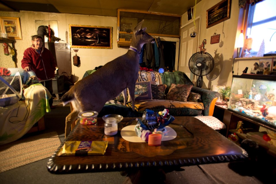 Janet Schwartz looks on as her pet deer Bimbo looks out the window of the family home near Ucluelet. (Jan. 18, 2013)