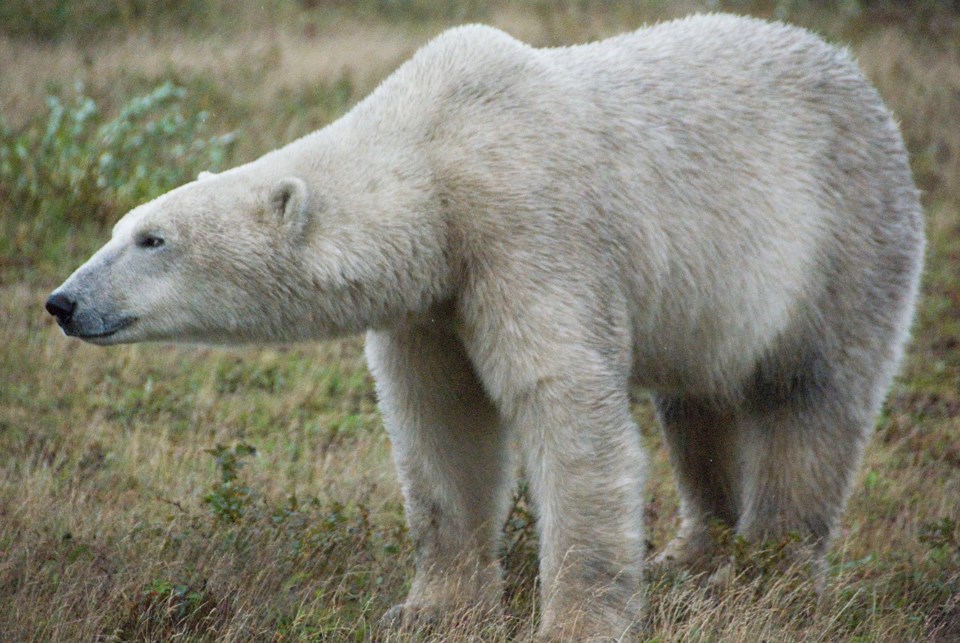 polar bear