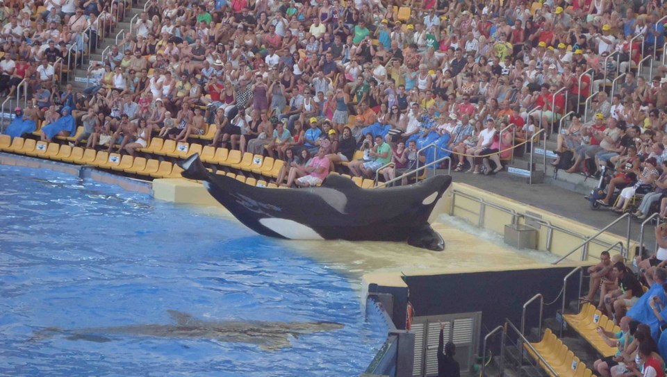 Marine theme park exposé highlights suffering of former Sealand orca ...
